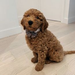 Goldendoodle Puppies from Hobble Creek Farms