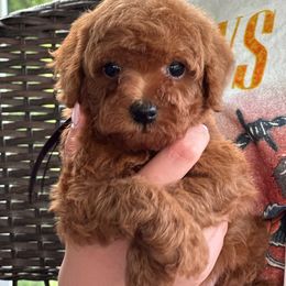 Archie - Red  Poodle puppy in Martinsburg, Pennsylvania from Susan's Poodles Plus