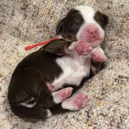 Alvin - Chocolate male Goldendoodle puppy in Blanchard, Oklahoma from Dream Doodles by Dondi