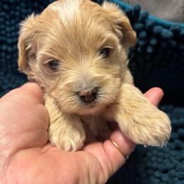 Little Guy - Cream male Assorted Doodle Crosses puppy in Redford, Michigan from C.C.’s MorkiePoos