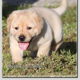 Labrador Retriever Puppies from Mythic Labradors, LLC