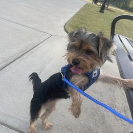 Yorkshire Terrier All Grown Up from Southern House Of Yorkies