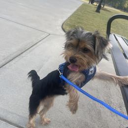 Yorkshire Terrier All Grown Up from Southern House Of Yorkies