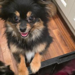 Gigi - Pomeranian