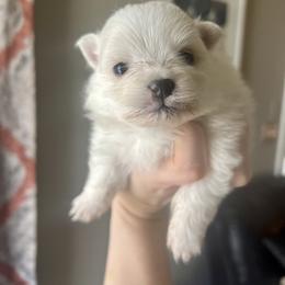 Pomeranian and Shih Tzu Puppies from Laik’s Little Shihtz & Poms