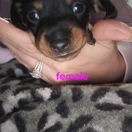 Tootsie - Black and tan female Dachshund puppy in Sturtevant, Wisconsin from Nicole Rios