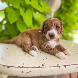 Simone Biles - Goldendoodle puppy from JW Doodles