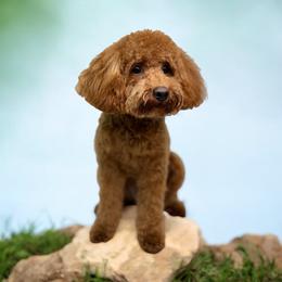 Donald - Poodle
