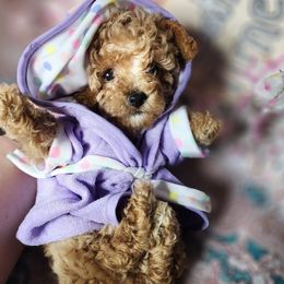 Cockapoo and Poodle Puppies from Golden Paws