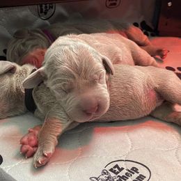 Weimaraner Puppies from Rustic Moon Weimaraners