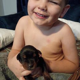 Pink collar black girl - Black and rust female Doberman Pinscher puppy in Antioch, Tennessee from Aiba Doberman's