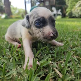 Precious - Blue merle female Catahoula Leopard Dog puppy in Doerun, Georgia from Twig and Tail Puppies