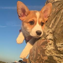 Red collar - Sable male American Corgi puppy in Odessa, Missouri from LOYAL T K9's CORGIS