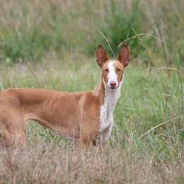 Ibizan Hound All Grown Up from Acires Ibizan Hounds