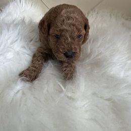 Leo - Apricot male Goldendoodle puppy in Davie, Florida from Daviegoldendoodles