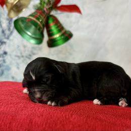 Comet - Black tri-color female Australian Shepherd puppy in West Union, Iowa from Boundless Hearts Australian Shepherds LLC