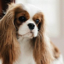 Cavalier King Charles Spaniels from Linrica  Cavaliers