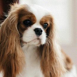 Cavalier King Charles Spaniels from Linrica  Cavaliers