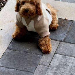 Milo Blu - Goldendoodle
