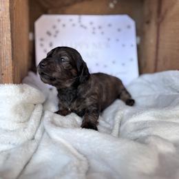 Dachshund Puppies from A Anchor Farm