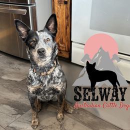 Selways Foxy Lady - Blue female Australian Cattle Dog puppy in Kamiah, Idaho from Selway Australian Cattle Dogs
