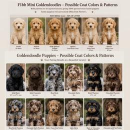 FEMALE 1ST PICK - Chocolate female Goldendoodle puppy in Philadelphia, Pennsylvania from Jah’s Retrievers