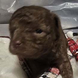 Cocker Spaniels and Poodles from Southern Family Kennel