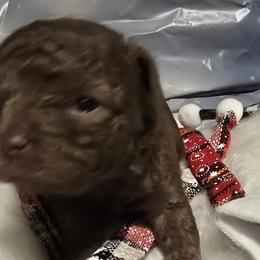 Cocker Spaniels and Poodles from Southern Family Kennel