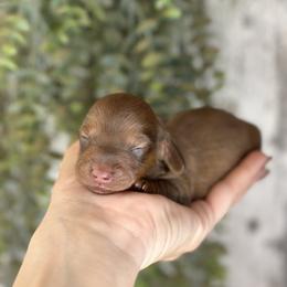 Rupert - Red male Dachshund puppy in California from Ranch Hand Weenies