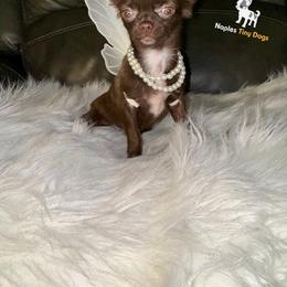 Chihuahua Puppies from Naples Tiny Dogs