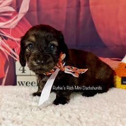 Bailey - Brindle female Dachshund puppy in Lakeland, Florida from Ruthie’s Rich Mini Dachshunds