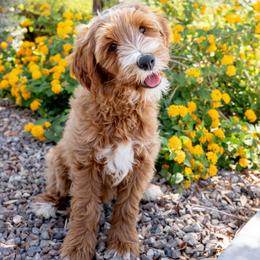 Kahan - Apricot male Goldendoodle puppy in Peoria, Arizona from Daisy Mountain Doodles