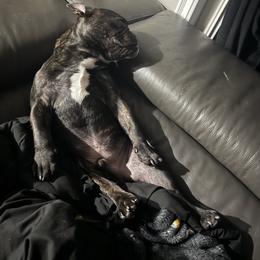 Mega mind - Brindle male French Bulldog puppy in Whittier, California from West Coast Bullies & Frenchies