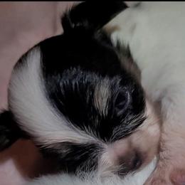 Girl 2 - White black and tan female Papillon puppy in Florida from Tammy's Papillon Playpen