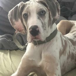 Odin - Blue and white male Great Dane puppy in Caldwell, Idaho from Miner's Dynamic Danes