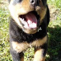 Rottweilers from Hanna Rottweilers