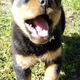 Rottweilers from Hanna Rottweilers