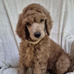 Tan girl - Red  female Poodle puppy in Toms River, New Jersey from Bayview Poodles