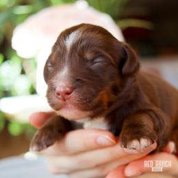 Nougat - Brown and white male Bernedoodle puppy in Salado, Texas from Red Ranch Dogs