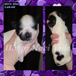 3rd born- no name yet - Black and white female Havanese puppy in Kansas City, Missouri from Happy Havi Tails