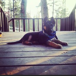 German Shepherd Puppies from T'S SHEPHERDS