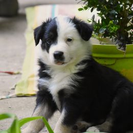 Border Collies from Ouachita Border Collies