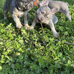 French Bulldog Puppies from cgo
