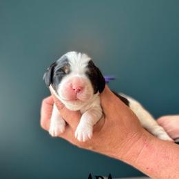 Ada (Lovelace) - Black white and tan female English Springer Spaniel puppy in Tupalo, Mississippi from Butterfield Trail Farm