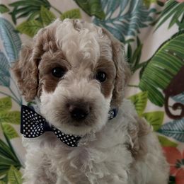 Goldendoodle Puppies from Stacy Young
