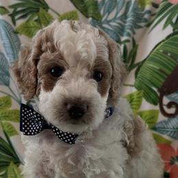 Goldendoodle Puppies from Stacy Young