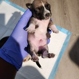 Chihuahua Puppies from Maldonado Pet Life Breeder LLC.