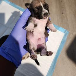 Chihuahua Puppies from Maldonado Pet Life Breeder LLC.