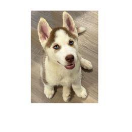 Male 1 - Red and white Siberian Husky puppy in Atlanta, Georgia from Nova’s Puppy Haven