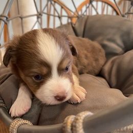 Miniature Australian Shepherd Puppies from Little Sooner Aussies